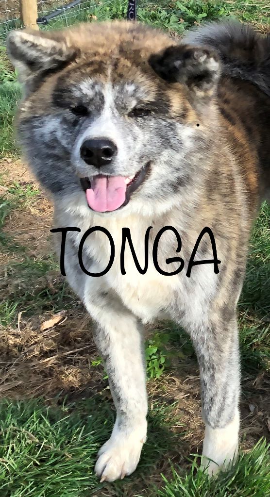 P'tonga koto no tora
