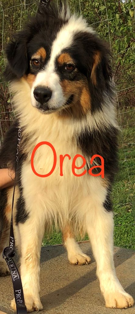 Orea des Gardiens de l'Ovalie