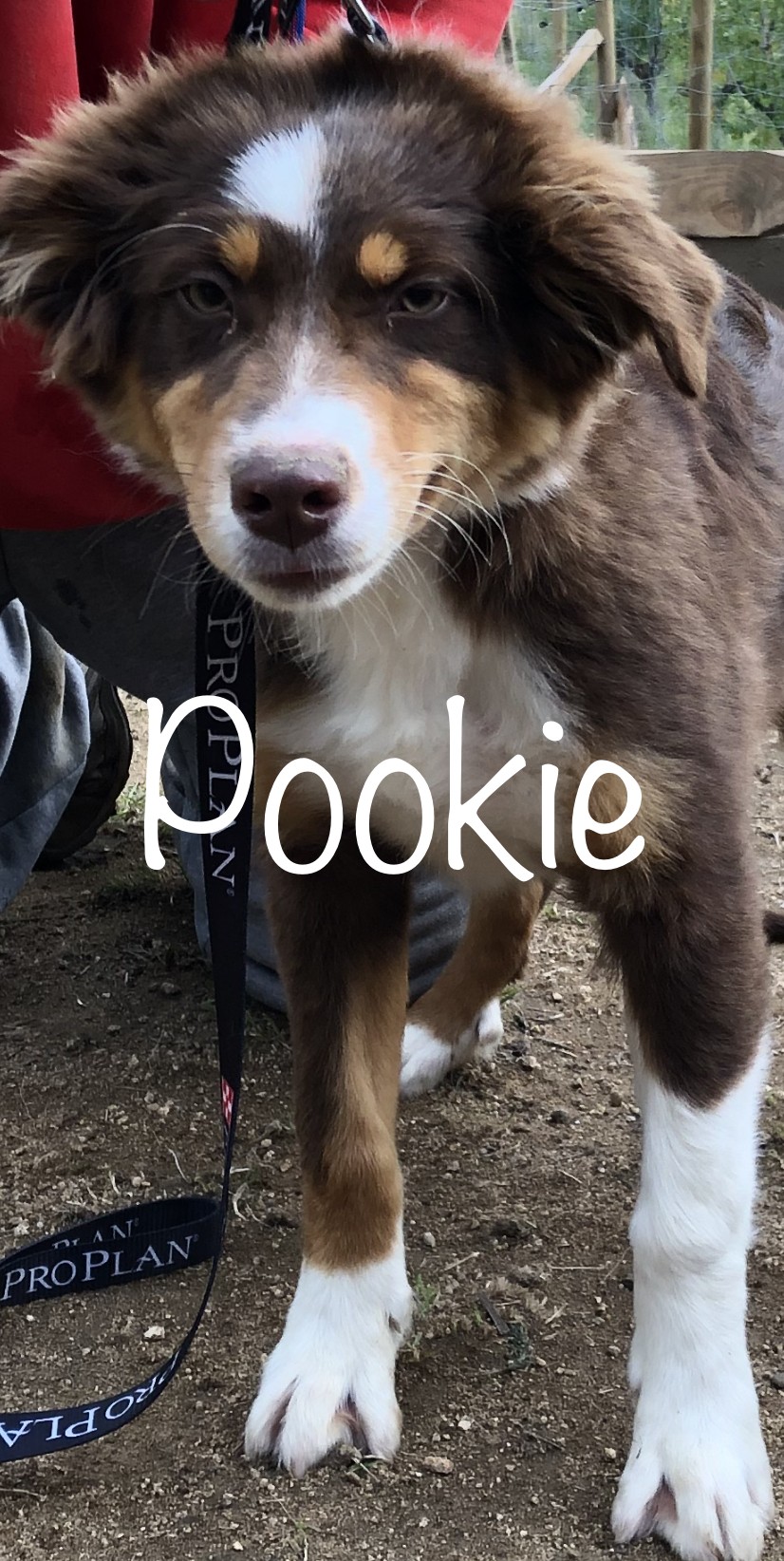 Pookie des Gardiens de l'Ovalie