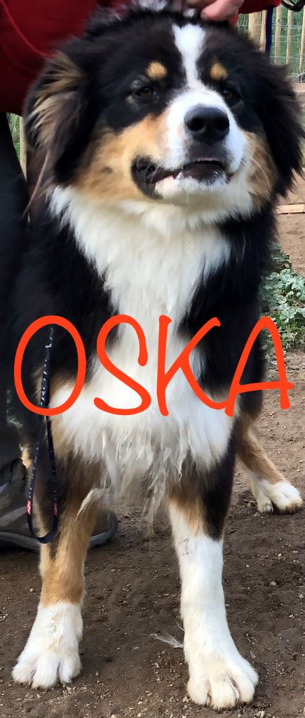 Oska des Gardiens de l'Ovalie