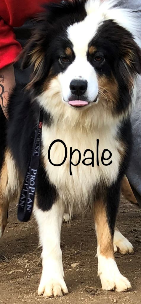 Opale des Gardiens de l'Ovalie