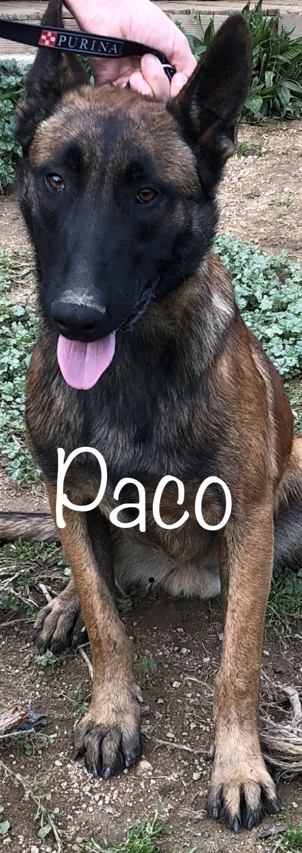 Phyton dit paco Du Domaine De La Combe Aux Loups