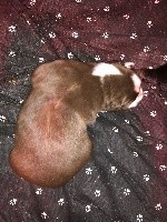 CHIOT