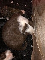 CHIOT