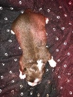 CHIOT