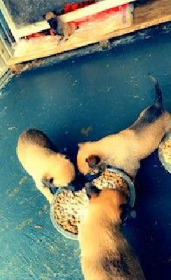 CHIOT 3