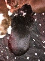 CHIOT